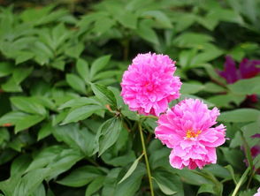 上海植物園 花卉的百科全書(shū)與城市綠洲