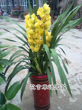 大花蕙蘭帶花苞選購(gòu)與盆景種植全指南
