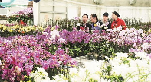 花卉俏銷的背后 消費(fèi)升級(jí)與生活美學(xué)的雙重奏